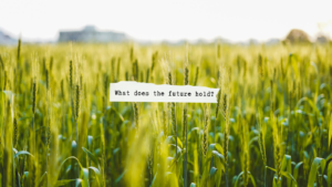 field of crops