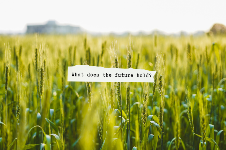 field of crops